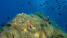 Thailand 2015 - Ko Tao - Anemones Ambiance _IMG_3780_rc